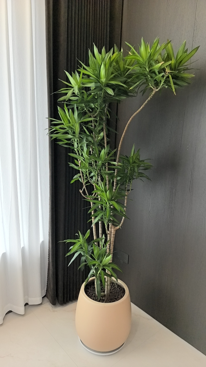 办公室里的百合竹