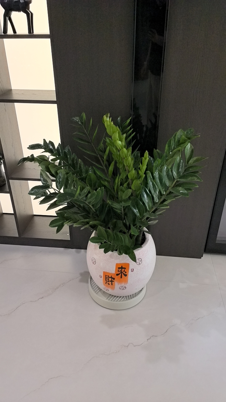 办公室里的金钱树