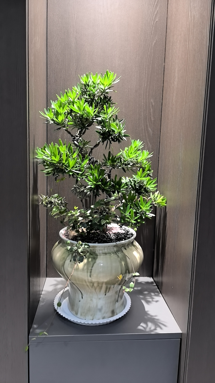 办公室里的罗汉松盆景