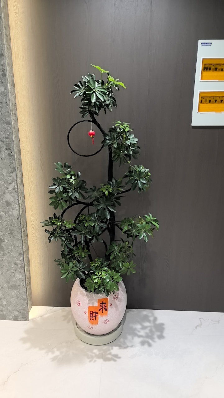 办公室里的鸭掌木